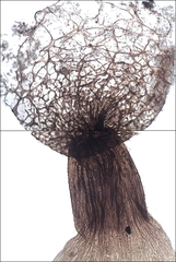 Cribraria argillacea