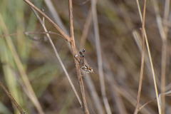 Hesperotettix viridis viridis