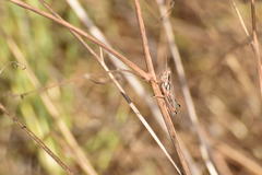 Hesperotettix viridis viridis