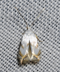 Pseudopostega crepusculella