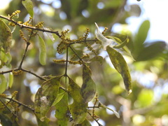 Phoradendron crassifolium