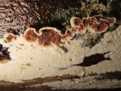 Cylindrobasidium evolvens