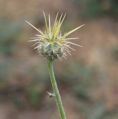 Centaurea reflexa