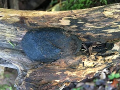 Phellinus igniarius trivialis