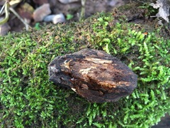 Phellinus igniarius trivialis