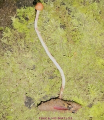 Paraisaria amazonica