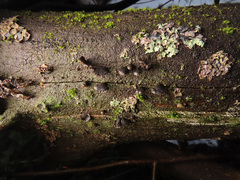 Resupinatus trichotis