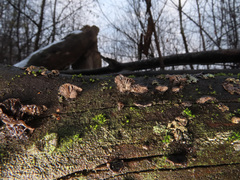 Resupinatus trichotis