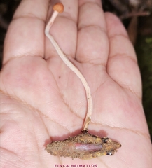 Paraisaria amazonica