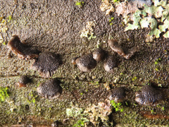 Resupinatus trichotis