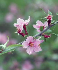 Prunus incana