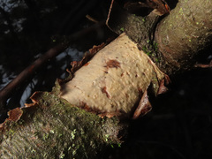 Vuilleminia comedens