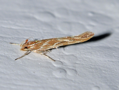 Pyroderces argyrogrammos