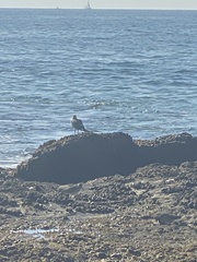 Larus heermanni