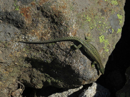 Cyren's Rock Lizard