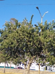 Parmentiera aculeata