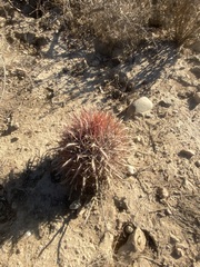 Ferocactus gracilis gracilis