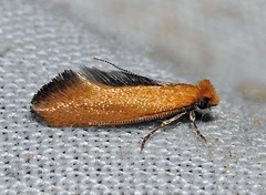 Reisserita chrysopterella