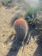 Ferocactus gracilis gracilis