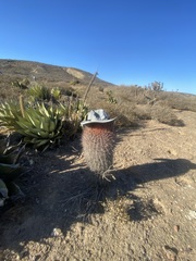 Ferocactus gracilis gracilis