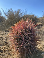 Ferocactus gracilis gracilis