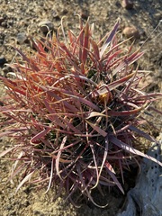 Ferocactus gracilis gracilis