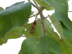 Rothschildia lutea