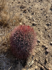 Ferocactus gracilis gracilis