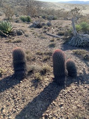 Ferocactus gracilis gracilis