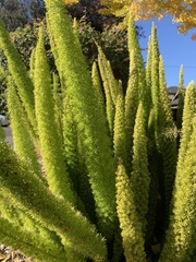 Asparagus densiflorus