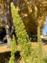 Asparagus densiflorus