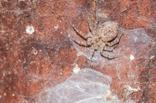 Wall Spiders