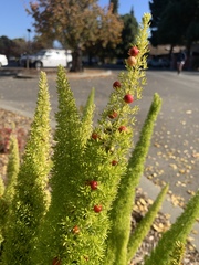 Asparagus densiflorus