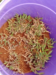 Brachiaria subrostrata