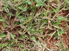 Brachiaria subrostrata