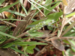 Brachiaria subrostrata