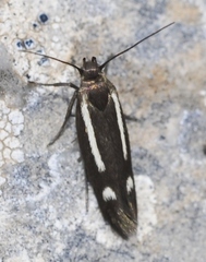 Scythris heinemanni