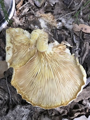 Pleurotus levis