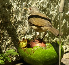 Turdus leucomelas