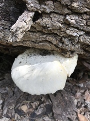 Pleurotus levis