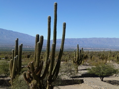 Trichocereus terscheckii