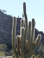 Trichocereus terscheckii