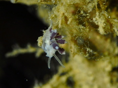 Tergipes tergipes