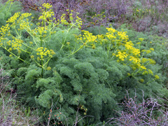 Prangos ferulacea