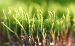 Flexitrichum flexicaule