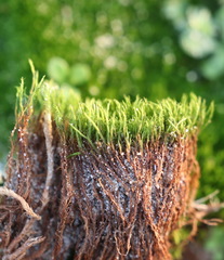 Flexitrichum flexicaule