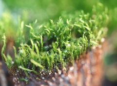 Flexitrichum flexicaule