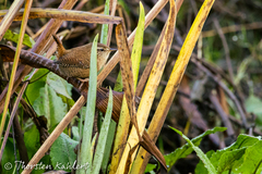 Troglodytes troglodytes