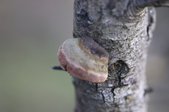 Fomitiporia hippophaeicola