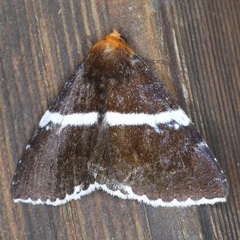 Buzara frontinus